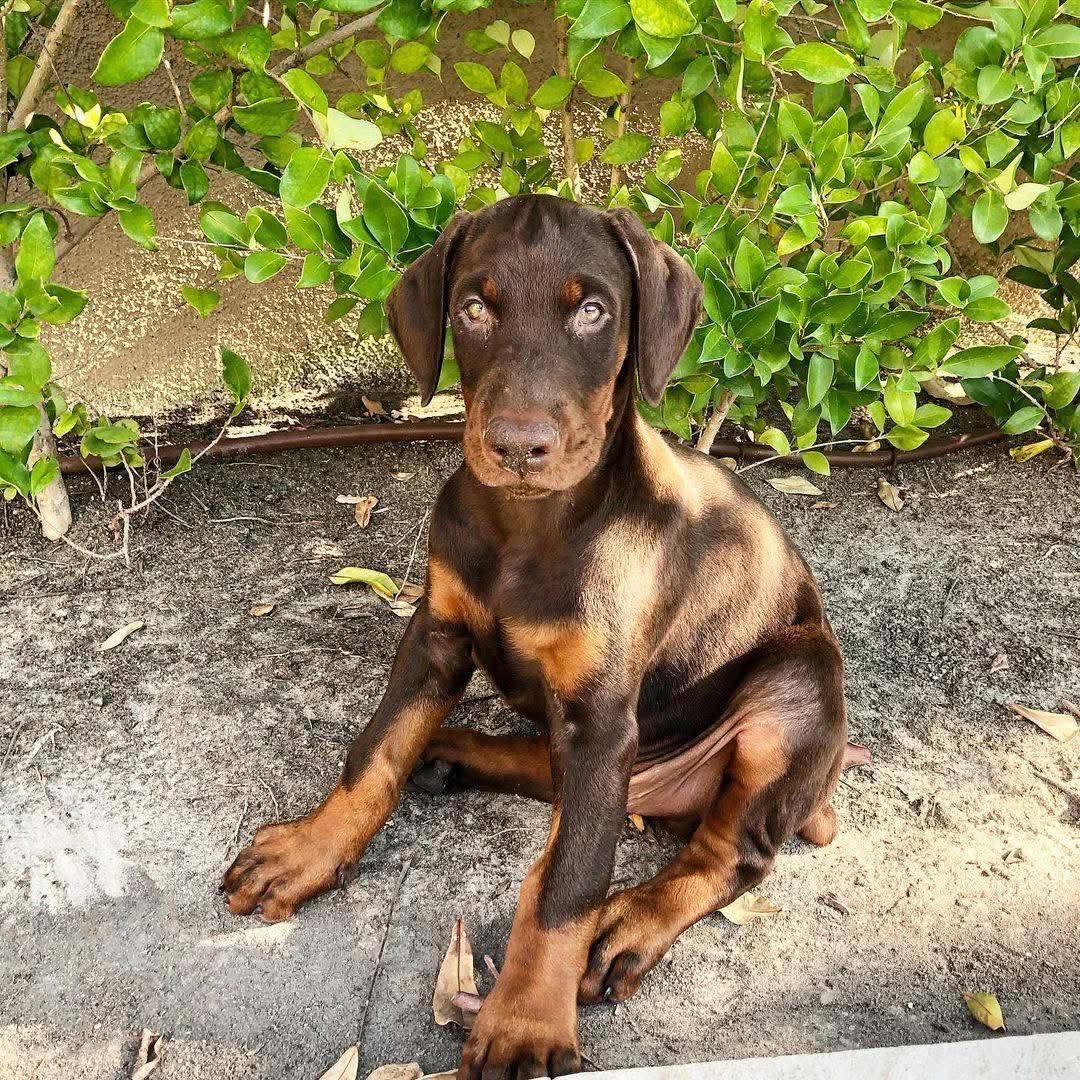 Jasper male Dobermann